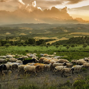 Christmas Through The Eyes Of The Shepherds