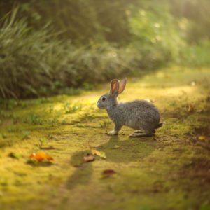 Chasing Rabbits: Is God In Control?